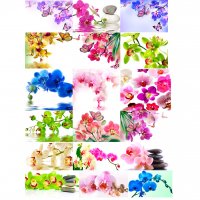 Набор картинок Орхидея