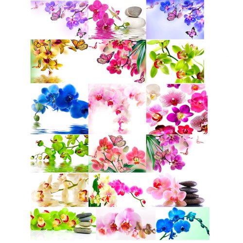 Set of Orchid Picture on water-soluble paper