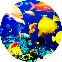 Picture on water-soluble paper Sea-013