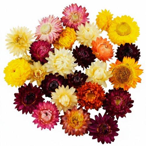 Гелехризум стабилизированный ассорти 20 шт